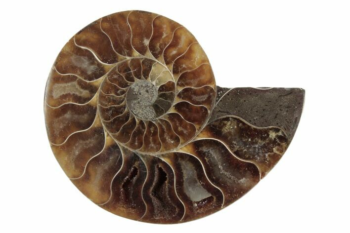 Cut & Polished Ammonite Fossil (Half) - Madagascar #377634